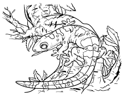 Below are some free printable gecko . Printable Gecko Coloring Page