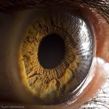 Meryem Kurt Adli Kullanicinin Eyes Panosundaki Pin Insan Gozu Makro Fotografcilik Photoshop