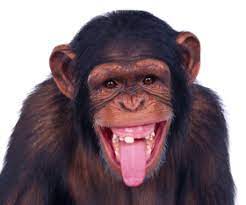 Big Explosion With Fire And Smoke Png Free Png Images Png Free Png Images Monkeys Funny Laughing Animals Funny Animals