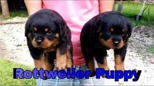 Adorable rottweiler puppies for sale. Rottweiler Puppies For Sale Uttar Pradesh Parihar Dog Kennel Youtube