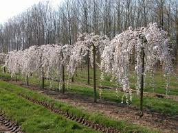 Clusters of white flowers in may and small fruit. Buy White Weeping Cherry Trees The Tree Center
