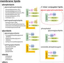Image result for Lipid