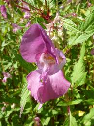 Image result for Balsaminaceae