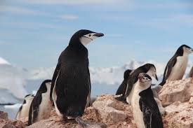 Outer feathers keep them waterproof, and downy feathers close to the skin keep them warm. Is Global Warming Responsible For Chinstrap Penguin Decline News Vibes Of India Latest News Update On Kashmir Business And Energy