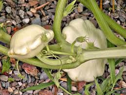 Grows very well in south texas. Growth In Gardening The Ufo Squash San Marcos Record