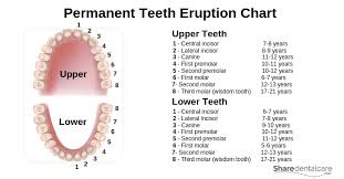 Tooth Anatomy Structure Function With Pictures