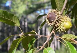 Its leaves are toothed like a chestnut.like all oaks, it does have a cluster of buds at the end of branches. 4 Qdm Lessons I Learned From Sawtooth Oaks Nda