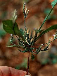 Image result for Elytraria