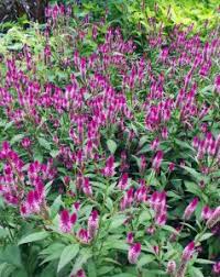 Image result for Celosia