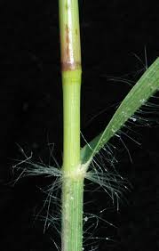 Image result for Eragrostis cylindriflora