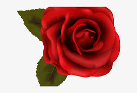 Maybe you would like to learn more about one of these? White Rose Clipart Png Format Transparent Background Roses Clipart Png Transparent Png 640x480 Free Download On Nicepng