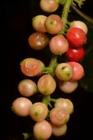 Image result for Antidesma membranaceum