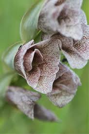 Image result for Gladiolus ecklonii