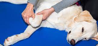 Arthrose Beim Hund Symptome Ursachen Und Behandlungsmethoden
