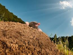 Tauchen maulwurfshaufen im garten auf, ist schnelles handeln wichtig. Maulwurf Im Garten So Werden Sie Ihn Endgultig Los Leonhards