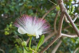 Image result for Barringtonia asiatica