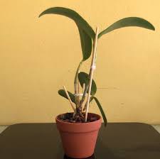 Image result for Pycnostachys coerulea