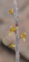 Image result for Euphorbia guerichiana
