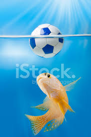 Produkt jetzt als erster bewerten. Fisch Zu Einen Schwimmenden Fussball Beissen Stockfotos Freeimages Com