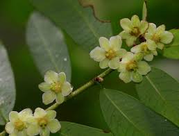 Image result for Phyllanthus beillei