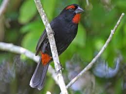 Image result for Landolphia violacea