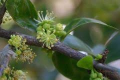 Pin On Fruits Fruit Plants And Fruit Trees