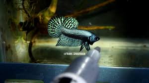 Steel gray alien wild betta (female). Alien Betta Grey Full Mask Hybrid Betta Flaring Bred By Franksbettas Youtube