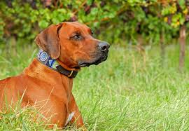 Aariel ridgebacks is a rrcus breeder of quality rhodesian ridgebacks. Rhodesian Ridgeback Puppies Everything New Owners Should Know The Dog People By Rover Com