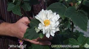 From fabulous birthday ideas to romantic bouquets for that special someone and festive holiday centerpieces, shop proflowers for gifts to make every occasion a. Garden Making Japanese Anemones Flowers For The Fall Garden Youtube