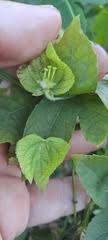 Image result for Dalechampia capensis