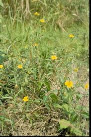 Image result for Aspilia