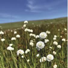 Image result for Ascolepis capensis