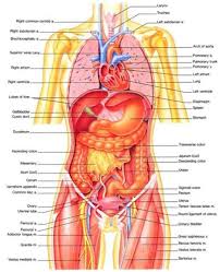 The larger image will open in a. Anatomy Of Trunk Female Male Human Anatomy Diagram Male Human Anatomy Diagram Superficial Anatomy Of The Trunk Female Song Say