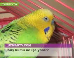 Kus Kumu Ne Ise Yarar Dailymotion Video