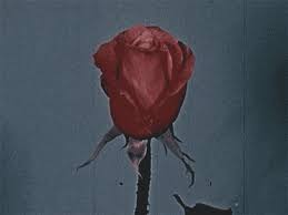 Aesthetic Gif Rose Á´®áµáµ Gif By Snow gifs are allowed every decemeber. aesthetic gif rose á´®áµáµ gif by