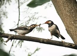 Image result for Fadogia tetraquetra