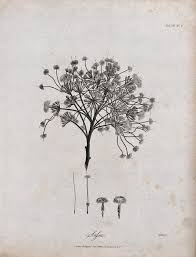 Image result for Albizia gummifera