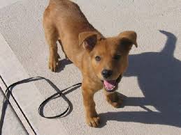 Southern california golden retriever rescue (los angeles, ca). Meet Rody Female Chow Chow Golden Retriever Mixed Lone Star Boxer Rescue Houston Tx