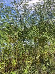 Image result for Sesbania sericea