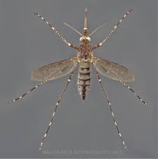 Image result for Microcoelia physophora