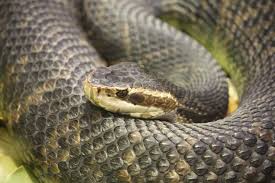 #cottonmouth #water moccasin #reptiblr #yes it is a cottonmouth lol ive had it id'd twice. Agkistrodon Piscivorus Wikipedia