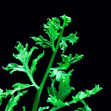 Image result for Potamogeton richardii