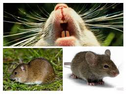 أنواع وأنواع الفئران وصفها والصورة