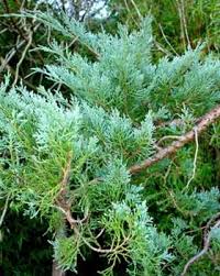Image result for Cupressus lusitanica