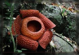 But the sheer size of the plants in this. Hold Your Nose For Some Of These Foul Smelling Flowers Avas Flowers