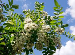 Image result for Acacia hereroensis