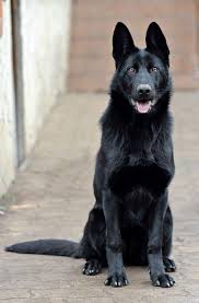 Puppy is sold to the bearing family. How Not Total Black German Shepherd Pups Can Born From Two Total Black Parents Baiuland Club Kennel
