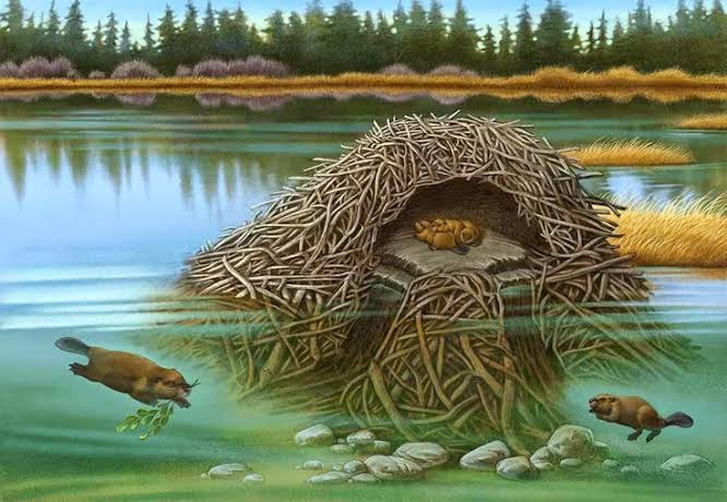 Beaver Lodge Cutaway Finished