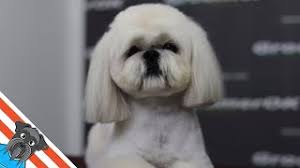 Breeders of merit are denoted by level in ascending order of: Beautiful Lhasa Apso Haircut Short Grooming Lhaso Apso Youtube