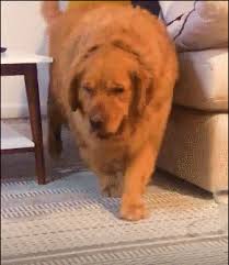 Check spelling or type a new query. The 136 Jin Big Golden Retriever Was Abandoned At The Shelter And The Adopters Were Shocked When They Saw It It Looks Too Much Like Fried Chicken Minews